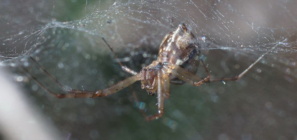 Linyphiidae - Gargano (FG)